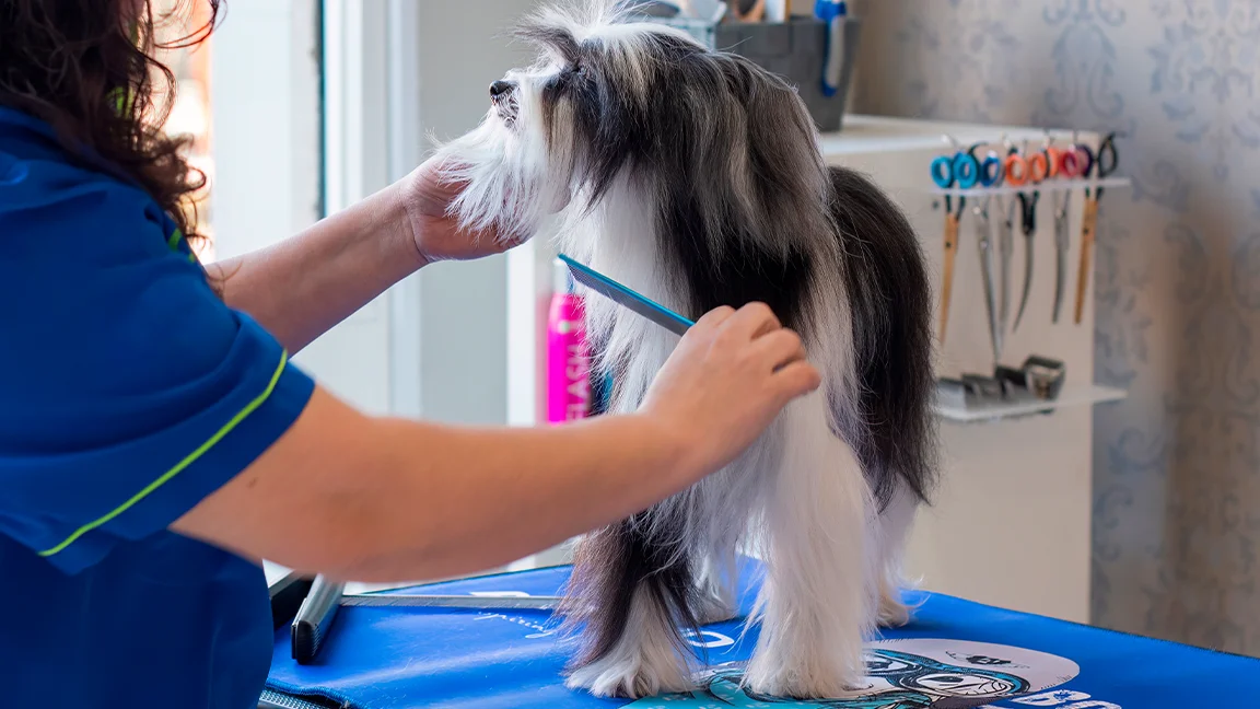 ¿Cómo montar una peluquería canina?